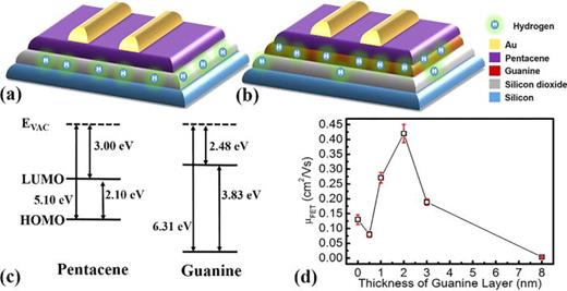 FIG. 1. Device architecture of the OFET and representation of the location of hydrogen atoms in (a) OFET without guanine layer and (b) OFET with guanine layer; (c) schematic energy-level diagrams of pentacene and guanine base pair with vacuum-level (Evac) alignment; (d) field-effect mobilities of OFETs with different thicknesses of guanine layer.