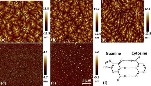FIG. 3. Tapping mode AFM images in 5 μm × 5 μm of (a) pentacene film, (b) pentacene film on 2 nm guanine layer, (c) pentacene film on 0.5 nm guanine layer, (d) 2 nm guanine layer, and (e) 0.5 nm guanine layer. (f) Schematic presentation of the molecular structure of guanine and cytosine pair, dashed lines indicate the hydrogen bonds.