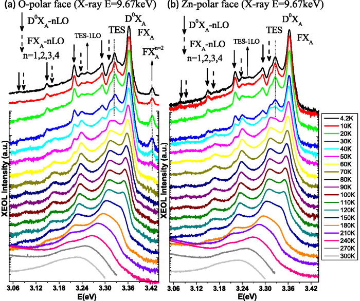 Probing the excitonphonon coupling strengths of Opolar and Znpolar