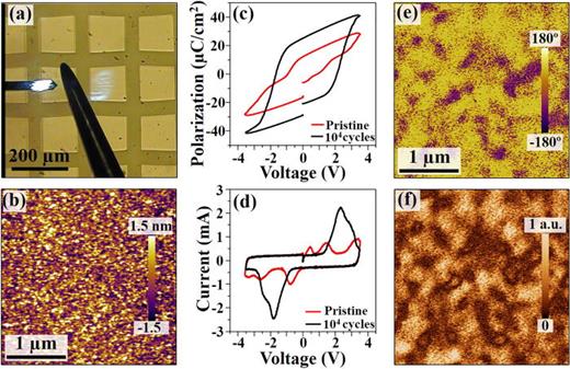 Nanoscopic studies of domain structure dynamics in ferroelectric La ...