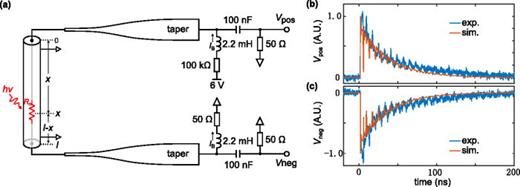 FIG. 4. Simulated output pulses from a nanowire designed into a CPW with an impedance matched readout. (a) Schematic diagram of the simulated circuit. Each end of the nanowire connects to a tapered nanowire for transforming the impedance. The readout circuit reads out the output pulses from the two ends of the nanowire, which are shown in (b) and (c). In (b) and (c), the blue traces are from experimental acquisition while the red traces are from the simulation. The firing location is at x = 8278 μm. The amplitudes of these pulses are normalized to the first maximum.