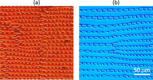 FIG. 2. Cellular domains in quenched Fe–Ga single crystals: (a) Fe-17.1%Ga [Reproduced with permission from Chopra et al., Phys. Status Solidi B 255, 1800214 (2018). Copyright 2018 John Wiley and Sons] and (b) Fe-18.07%Ga. Scale bar applies only to (b).