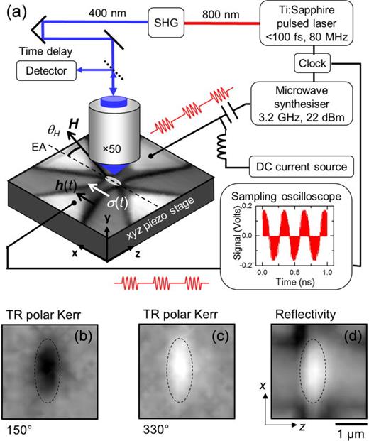 FIG. 1. (a) Optically detected, phase-resolved SOT-FMR in a TRSKM. Ultrafast laser pulses with a duration &lt;100 fs, a repetition rate of 80 MHz, and a wavelength of 800 nm are converted to a wavelength of 400 nm by SHG. The pulses are synchronized with the GHz-frequency RF output of a microwave synthesizer. The phase of the RF waveform was monitored using a sampling oscilloscope (inset, measured waveform showing amplitude modulation). RF and DC currents were passed to the device simultaneously via a bias tee, high frequency microscale coaxial probes, and the wider (2 μm) current lead of the Pt Hall cross. The width of the current lead was approximately equal to the length of the long, EA of the ellipse, which was perpendicular to the current direction. The resulting Oe-field [h(t)] and injected spin polarization [σ (t)] at the Pt/CoFeB interface were, hence, parallel to the EA, from which the in-plane applied field H angle θH is also defined. (b) and (c) TR polar Kerr images acquired at successive antinodes of precession (separated in RF phase by 180°) of a center-localized mode show large opposite (black and white) contrast at the center of the ellipse as the magnetization cants in- and out-of-plane and weaker contrast at the edges. (d) Reflectivity image of the ellipse. The outline of the ellipse is indicated by a dashed line within each image.