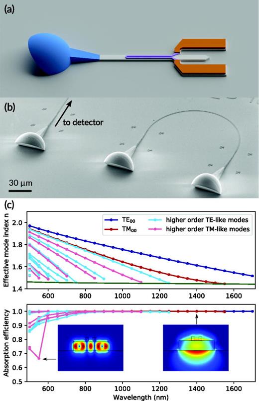 FIG. 1. (a) Illustration of a waveguide-integrated superconducting nanowire single-photon detector coupled to a wideband total internal reflection coupler. The U-shaped NbTiN nanowire (purple) is electronically accessible via radio frequency (RF) pads (gold) and placed on-top of the Si3N4 waveguide (white). Light can be coupled from a fiber array pending atop the total internal reflection coupler (blue). Both waveguide and TIR coupler are on-top of a SiO2 substrate. In this design, light of different wavelength is reflected at the TIR plane of the coupler and adiabatically guided into the waveguide. The light then travels inside the waveguide and is absorbed by the nanowire atop. (b) Scanning electron micrograph of the power input coupler to the detector (left) and the two reference couplers (right) connected via a waveguide for optical alignment inside the cryostat. (c) FEM simulation of the effective refractive index n (top) of existing TE- and TM-like modes for different wavelength inside the waveguide, with an absorptive nanowire on top. The cutoff (green) is defined by the SiO2 substrate. The resulting absorption efficiency (bottom) vs wavelength for a detector length of 150 μm shows near-unity absorption efficiency over a &gt;1000 nm wavelength window.
