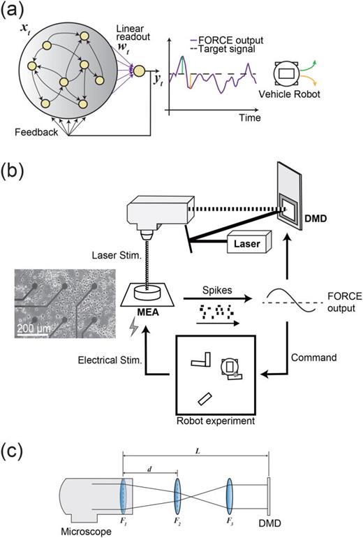 FIG. 1. Schematic of the experimental system for physical reservoir computing (PRC) using a living neuronal culture. (a) PRC embodiment using a living neuronal culture. The output was made from a linear readout of neuronal activities. The weights of the readout were subject to change in learning. The output was used as a feedback signal. (b) Equipment. Cortical cells were cultured on a microelectrode array (MEA), and spiking activity of neurons was observed. The weighted sum of the smoothed spiking signals formed the FORCE learning output. The FORCE output was fed back to the culture for laser stimulation. In addition, the deviation from the target constant signal was used to control the mobile robot in the maze. The culture was electrically stimulated when the robot collided with obstacles or when it was not oriented toward the goal of the maze. (c) The optical system for stimulation. The positions of lens F2 and F3 were adjusted to collimate laser beam passing through lens F1.