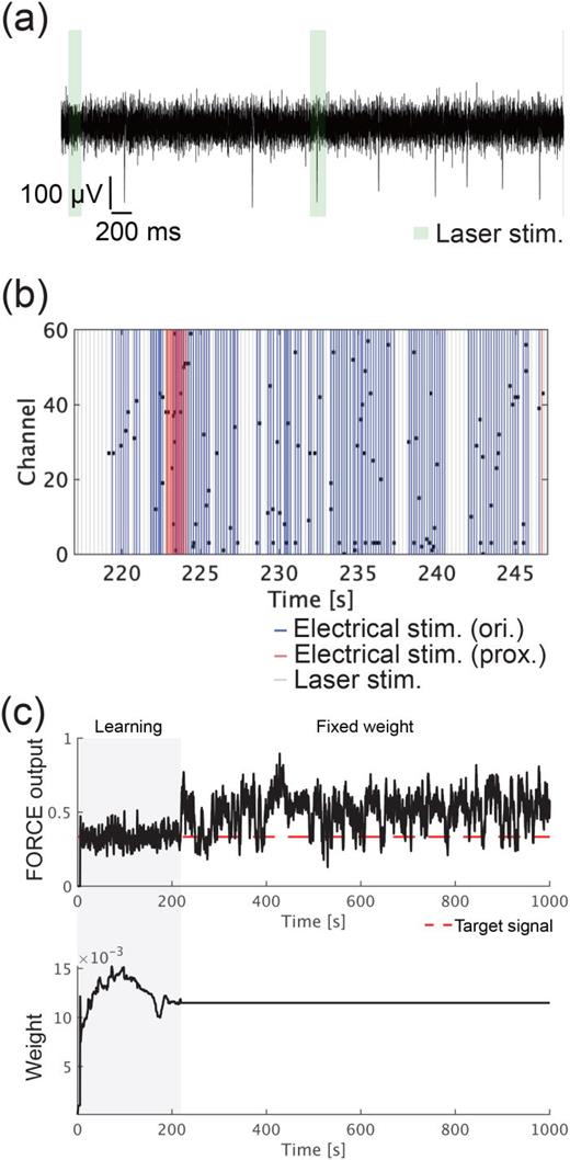 FIG. 2. Neuronal activity of cortical cultures and FORCE learning. (a) A neuronal signal captured from an electrode of the MEA. The FORCE output was calculated from the neuronal activity obtained from the entire array and fed back to the culture as a light stimulation (green patches), which uncaged Rubi-glutamate in the media. (b) An example raster plot during robot movement. Light (green patches) and electrical (blue lines: orientation error, red lines: proximity to obstacles) stimulations were applied. (c) A cortical culture implemented with FORCE learning. (Top) The output of FORCE learning and (bottom) the weight of FORCE learning. Training was conducted for more than 180 s to adjust the weight so that the FORCE output obeyed the target constant signal (red line). The output signal roughly obeyed the target signal after fixing the weight.