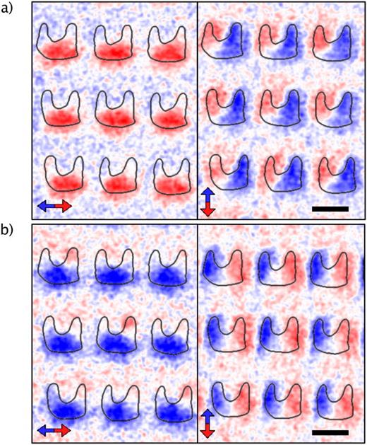 FIG. 3. Magnetization pattern of an array of nanomagnets after applying a field of 17 mT along +x (a) and −x (b). The left column of each group shows the magnetization component along the x direction, where the y component is shown in the right one. The scale bar is 150 nm.