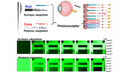 Retina-inspired sensor array for visual adaptation with wide dynamic ...