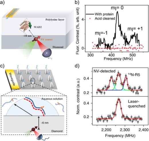 Single molecule NV-ESR spectroscopy. (a) Schematic of the experimental setup. Nitroxide spin labeled MAD2 proteins embedded in a polylysine layer on top of a NV diamond chip. (b) NV-ESR spectrum of a single molecule, labeled with a nitroxide spin label (SL). The signal vanishes after acid clean (red dots). (a) and (b) Reproduced with permission from Shi et al., Science 347, 6226 (2015). Copyright 2015 AAAS.76 (c) Schematic of diamond pillars with surface-tethered single DNA molecules. (d) NV-ESR spectrum of a single 14N-R5-labeled DNA. Top: three-peak spectrum expected for the hyperfine interactions between the electron and the 14N nuclear spins. Bottom: spectrum observed after laser-quenching of the nitroxide. Only one peak is left corresponding to paramagnetic diamond surface defects. (c) and (d) Reproduced with permission from Shi et al., Nat. Methods 15, 9 (2018). Copyright 2018 Springer Nature Limited.77
