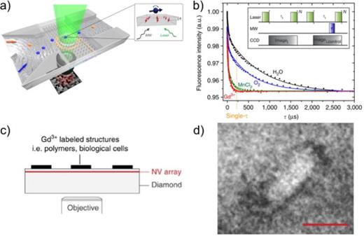 Ion and radical sensing. (a) Schematic experimental setup for NV-relaxometry with a spatially resolved fluorescence detection by a CCD camera for widefield imaging. (b) NV-T1 relaxation curves. When paramagnetic species, such as O2 (blue), MnCl2 (green), and Gd3+ ions (red), are present, the NV-T1 lifetime decreases significantly compared to when only water is present (black). The inset shows a typical pulse sequence for T1 measurements. (c) Schematic of NV-based relaxometry imaging. (d) Magnetic imaging of a HeLa cell (150 nm), showing the plasma membrane labeled with Gd3+ ions. Reproduced with permission from Steinert et al., Nat. Commun. 4, 1607 (2013). Copyright 2013 Springer Nature Limited.98