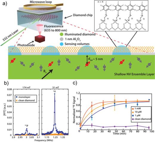 Surface NV-NMR on a functionalized Al2O3 layer. (a) Experimental scheme. Near surface (∼5 nm) ensembles of NV centers are excited with a green light and fluorescence is detected with an avalanche photodiode. A microwave loop antenna on top of the diamond chip is used for NV spin control. An organic monolayer (inlet) of 12-pentafluorophenoxydodecylphosphonic acid (PFPDPA) is formed on the 1 nm thick Al2O3 surface. (b) NV-NMR spectra of 31P (left) and 19F (right) from the organic monolayer. (c) Detection of the anchoring reaction with NV-NMR in real time for different PFPDPA concentrations. Reproduced with permission from Liu et al., Proc. Natl. Acad. Sci. U. S. A. 119(5), e2111607119 (2021). Copyright 2021 Author(s) licensed under a Creative Common License.49