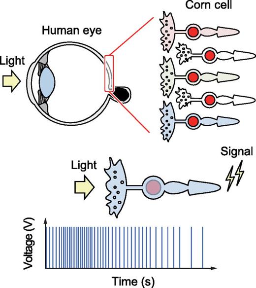 Sensing mechanism of the human sensory nervous system.