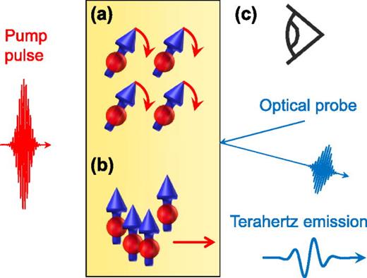 Elementary spintronic operations. (a) Changing the orientation of spins requires torque, and (b) transport of spin angular momentum implies spin currents. (c) These processes need to be monitored. In ultrafast and terahertz spintronics, the operations (a)–(c) are implemented using femtosecond optical pulses (visible to infrared) and terahertz electromagnetic pulses (1–30 THz).