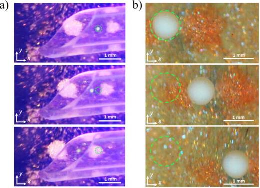 Example particle manipulation applications. (a) Manipulation of a 130 μm polyethylene particle inside a plastic tube. The time from the initial position to the final position is 0.3 s, with the green dotted circle showing the initial position of the particle. (b) Manipulation of a 920 μm diameter neuroectoderm aggregate. The total time from the initial to the final position is 18 s, with the green dotted circle showing the initial position of the aggregate. Note that between (a) and (b) the color of the mica particles in the visualization layer was changed to enhance the observation. Multimedia available online. 