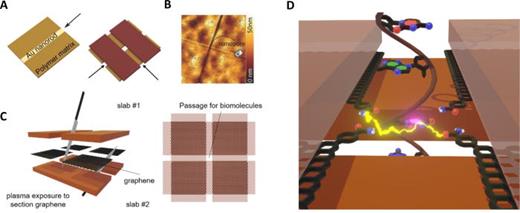 Integration of graphene tunnel junctions in a nanopore. (a) Schematic representation of the fabrication of an interfacial nanopore via incorporation of a gold nanorod in a polymer slab. Two such slabs are stacked with the nanorod perpendicularly, and the gold is then etched away to create a nanopore at the intersection of the rods. (b) AFM image of a nanopore created via the interfacial pore method.55 (c) Fabrication of graphene electrodes for tunneling inside the interfacial nanopore. A graphene sheet is placed in the slab stack and etched to create quadrants with nanosized separation. (d) Artist's impression of recognition tunneling in the interfacial nanopore via opposing graphene quadrants. Here, the quadrants are functionalized with linker molecules to transiently bind with the nucleotides in the DNA molecule. Image (a) adapted from and image (b) reproduced from Arjmandi-Tash et al.55 with permission.