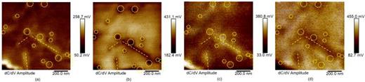 dC/dV amplitude images of the same area in Fig. 2. (a) and (b) were captured in conventional SCM mode at ac bias value of 1.6 V with dc bias value of 2.6 V [on the left flank of the peaks in Fig. 3(a)] and 3.8 V [on the right flank of the peaks in Fig. 3(a)], respectively. (c) and (d) were sliced from the hyperspectral SCM data set at the dc bias value of 2.5 V [on the left flank of the peaks in Fig. 3(b)] and 4.6 V [on the right flank of the peaks in Fig. 3(b)], respectively. The position of all the fissures is highlighted in yellow.