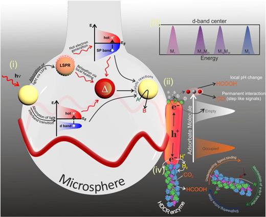 Plasmon enhanced catalysis on WGM sensors. (i) Light excitation of noble metal NPs and its application in catalysis: mechanism. Absorption of light through LSPR effect/interband excitation and its relaxation via either local heating of NP or hot electron generation. (ii) Schematics showing the catalytic generation of hydrogen on the surface of engineered Pt@Au NR that is utilized for the reduction of CO2 to formate. (iii) Schematics showing the manipulation of d-band center by varying the amount of secondary metal (M2) in metal nanoparticles (M1). (iv) Schematics showing the HDCR enzyme tethered onto the Pt@Au NR to understand their electron transfer mechanism and reduction of CO2 to formate using the WGM sensor.