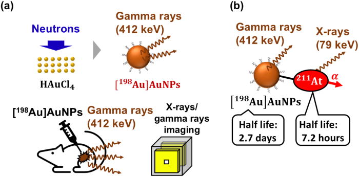 「放射化イメージング」でマウス体内の金ナノ粒子を可視化 ~がん治療薬の長期的な動態イメージングに向けて~ 「放射化イメージング」でマウス体内の金ナノ粒子を可視化 ~がん治療薬の長期的な動態イメージングに向けて~