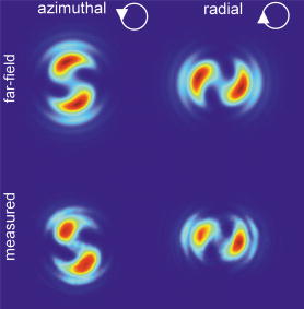 FIG. 5. Modeled and measured far-field patterns of optical vortices with azimuthal and radial polarization at 532 nm and the same (horizontal) orientation of linear analyzer. White arrows indicate incident polarization state.