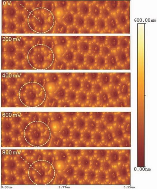 FIG. 2. AFM height images about MNS with various electric potential energy from 0 to 800 mV. White circles highlight the same area in various electric potential conditions and white lines are for profile checking regions. Horizontal scanning distance is 5.55 μm. The scale bar represents height level of MNS from 0 to 600 nm.