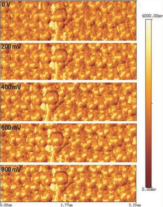 FIG. 5. AFM phase images about MNS with various electric potential energy from 0 to 800 mV. Horizontal scanning distance is 5.55 μm. The scale bar represents phase-shift signal of MNS from 0 to 6000 mV.