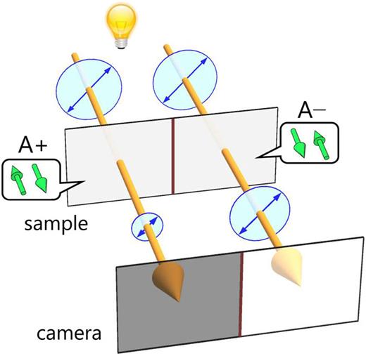 Principle of optical visualization of antiferromagnetic (AFM) domains via NDD using optical microscopy. A+ and A− denote a time-reversed pair of AFM domains. Green arrows represent spins. The diameters of the cyan circles correspond to the incident and transmitted light intensities. Double-headed arrows indicate the direction of light polarization. The spatial distribution of the AFM domains is translated into that of the transmitted light intensity and can thus be visualized by a camera.