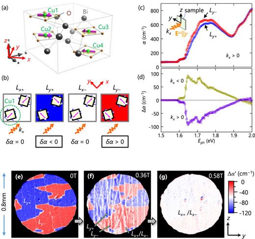 Visualization of four-state AFM domains in Bi2CuO4. (a) Magnetic structure of Bi2CuO4. Magenta arrows indicate Cu spins. (b) Four types of AFM domains, indicated by the direction of the Néel vector L. The direction of L is defined as parallel to the Cu1 spins. When light is incident in the xy plane with the propagation vector k, a change in the absorption coefficient (δα) due to NDD has a sin θ dependence, where θ is an angle between L and k. For fixed k||+x, δα takes three different values for the respective domains (shown at the bottom), as conceptually represented by three colors (blue, red, and white). (c) Absorption coefficient spectra for Ly+ and Ly− at 5 K in the photon energy range of 1.5 < Eph < 2.0 eV. (d) Subtraction spectra for opposite directions of light propagation (+kx and −kx). (e) A sequence of two-dimensional maps of α′ at 5 K in varying magnetic fields of (e) 0, (f) 0.36, and (g) 0.58 T applied along the y axis. Here, α′ is the variation of the absorption coefficient from 50 K (>TN). Blue, red, and white colors correspond to Ly+, Ly−, and Lx+ (or Lx−) domains, respectively. Adapted from Ref. 22.