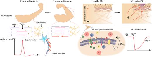 Tapping into tissue bioelectromechanics: Electroactive biopolymers for ...