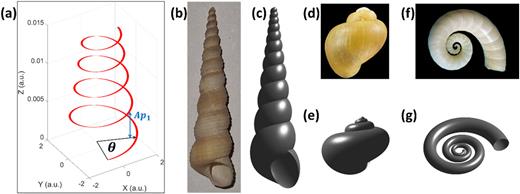 (a) Central line defining the spatial evolution of the shell-like surface along the z axis, (b) Turritellinella tricarinata, (c) Turritella-like surface, (d) Pomacea diffusa (adapted from Ref. 29), and (e) the associated surface. (f) and (g) Same as for (e) and (f), but for the Spirula spirula shell.