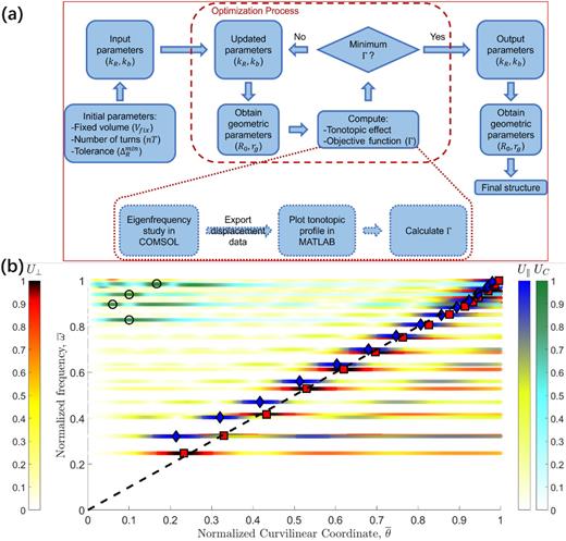 (a) Flow chart illustrating the steps followed to optimize the tonotopic structure. (b) Color plot representing the normalized displacements as a function of the curvilinear angle and eigenfrequency for the optimized structure. The three types of modes, predominantly axial, predominantly planar, and circumferential, are represented by different color maps. The blue diamonds and red squares represent the maximum axial and perpendicular displacements, respectively, and the circles indicate circumferential modes.