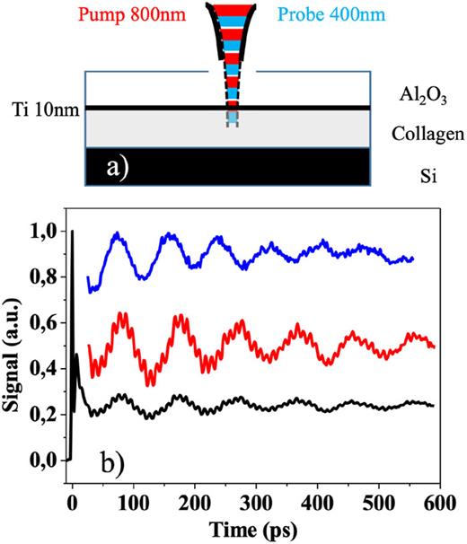 (a) Experimental geometry. (b) Time resolved measurement. Bottom: Raw data with a collagen layer with a fibrillation time of 24 h. Middle: Signal showing the Brillouin oscillation without the background. Top: Brillouin oscillation with a fibrillation time of 48 h.