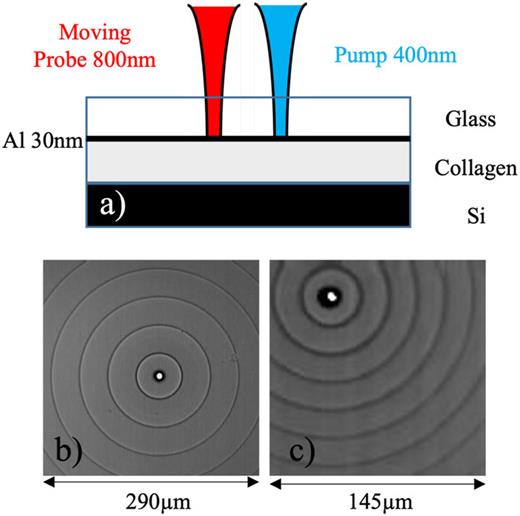 (a) Experimental geometry. The Al transducer thickness is chosen to have enough acoustic emission in the plane and enough probe transmission to detect interface waves. (b) Rayleigh wave mapping at the free surface. (c) Scholte wave mapping at the interface Al–collagen. A time-resolved measurement of the Scholte wave shows a central frequency of around 500 MHz.