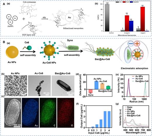 (A) (a) Molecular structures of the complex and the formation of BN. (b) The effect of PDT associated with BN on TNBC cells was evaluated 20 h post-treatment using the Tali apoptosis assay and image-based cytometry. Data are expressed as the mean ± SD (n = 3). Reproduced with permission from Castilho et al., Photodiagn. Photodyn. Ther. 33, 102186 (2021). Copyright 2021 Elsevier Science & Technology Journals. (B) Preparation and characterization of Au–Ce6-loaded Syne. Reproduced with permission from Yin et al., Theranostics 13, 1632 (2023). Copyright 2023 Author(s), licensed under a Creative Commons Attribution 4.0 International License.