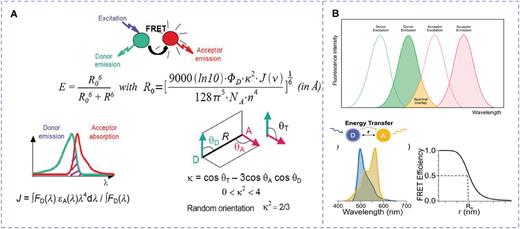 (a) Basic principles of FRET. Reproduced with permission from Padilla‐Parra and Tramier, Bioessays 34, 369–376 (2012). Copyright 2012 John Wiley & Sons. (b) FRET occurs when the donor emission spectrum overlaps the acceptor excitation spectrum. Reproduced with permission from Kaeokhamloed et al., J. Control. Release 349, 156–173 (2022). Copyright 2022 Elsevier Science & Technology Journals and Reproduced with permission from Valdez et al., Macromol. Rapid Commun. 43, 2200421 (2022). Copyright 2022 John Wiley & Sons.