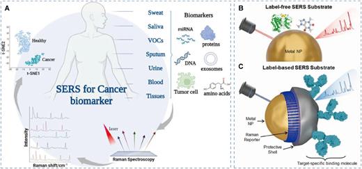 (a) Schematic representation of various biomarkers present in both non-invasive and invasive sample types utilized in SERS detection methods for cancer screening. (b) A schematic illustration of direct (label-free) SERS detection. (c) A schematic illustration of indirect (label-based) SERS detection. Reproduced with permission from Vázquez-Iglesias et al., Bioact. Mater. 34, 248–268 (2024). Copyright 2024 Author(s), licensed under a Creative Commons Attribution-NonCommercial-NoDerivatives 4.0 International License.