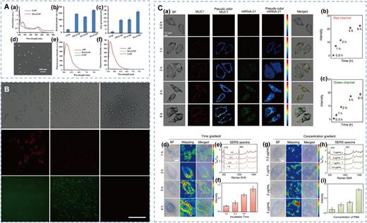 (A) Characteristics of the aptasensor DA-GNP. (a) UV–vis spectroscopy of GNP and DA-GNP. (b) SEM image of GNP. (c) and (d) Hydrodynamic size and zeta potential of GNP, AH-GNP, AE-GNP, and DA-GNP, respectively. (e) Fluorescence spectra of GNP, tAH, and DA-GNP. (f) Fluorescence spectra of GNP, fAE, and DA-GNP. (B) Fluorescent images were captured of three different breast cancer cell lines incubated with DA-GNP for 30 min in a dark environment. Reproduced with permission from Wu et al., J. Colloid Interface Sci. 611, 287–293 (2022). Copyright 2022 Elsevier Science & Technology Journals. (C) Confocal fluorescence imaging of MUC1, miRNA-21, and SERS mapping of ROS in HeLa cells using the nanoprobe. (a) Microscopic images of HeLa cells incubated with the nanoprobe for various time intervals. (b) The fluorescence intensity histogram of MUC1 (red channel) is shown in panel (a). (c) The fluorescence intensity histogram of miRNA-21 (green channel) is shown in panel (a). Data are presented as the mean ± standard error from three experiments. The color bar indicates intensity values from 0 to 180 (bottom to top). (d) Microscopic images of HeLa cells pretreated with PMA (1 μg/ml) and subsequently incubated with the nanoprobe for various time intervals. (e) SERS spectra corresponding to the selected points in panel (d). (f) SERS intensity histogram of I983/I479 from panel (e). (g) Microscopic images of HeLa cells pretreated with different concentrations of PMA, followed by incubation with the nanoprobe for 4 h. (h) SERS spectra corresponding to the selected points in panel (g). (i) SERS intensity histogram of I983/I479 from panel (h). Data are presented as the mean ± standard error from three experiments. The color bar indicates intensity values from 0 to 180 (bottom to top). Reproduced with permission from Lv et al., Biosens. Bioelectron. 234, 115325 (2023). Copyright 2023 Elsevier Science & Technology Journals.