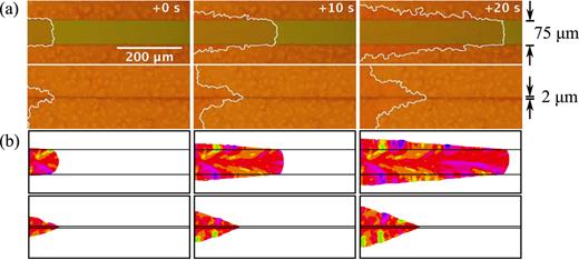 FIG. 2. (a) Optical micrographs of TES ADT crystallization show that crystal growth occurs preferentially on bare SiO2 (green) compared to PFBT-treated Au substrate (orange). The crystal-amorphous interface is traced in white. Crystallization proceeds faster in the 75  ±  0.33 μm-wide channel (top) than in the 2  ±  0.33 μm-wide channel (bottom). (b) Numerical simulations of polycrystalline growth exhibit similar behavior. Colors represent differently oriented crystalline grains, while the yet-to-crystallize regions are shown in white. 