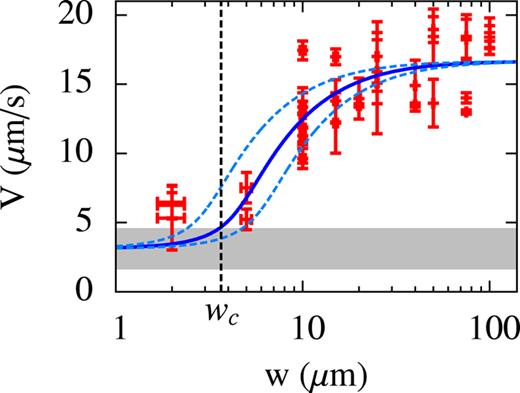 FIG. 3. Experimentally measured growth front velocity V as a function of channel width w. As w approaches zero, V approaches the growth rate on PFBT-treated Au, indicated by the thick gray line whose thickness indicates one standard deviation about the average. Horizontal error bars represent ±0.33 μm channel width resolution and vertical error bars indicate one standard deviation of velocity measurements. The solid blue curve is a fit to Eq. (2) and the light-blue dashed curves show Eq. (2) with wc = 2Γ/E = 3.7 ± 1.2 μm. 