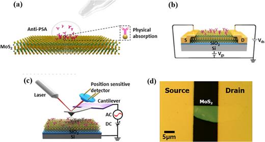 Schematic illustrations of the measurement system: (a) Anti-PSA binding process on
               the MoS2 surface. The hydrophobicity of MoS2 enables physical
               adsorption of biomolecules without additional dielectric layers. (b) Electrical
                  measurement method of the bioFET. Physically
               adsorbed biomolecules cause the gating effect, which can induce a
               variation of the drain current with respect to the concentration of PSA antibodies. (c)
               SP characterization by KPFM to identify the charge state of the adsorbates and
               optimize the immobilization condition. (d) The optical image of the MoS2 device on Si substrate.