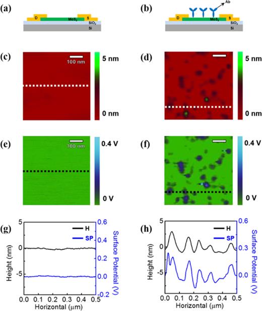 ((a) and (b)) Schematic representation of (a) the MoS2 device, and (b) PSA
               antibodies adsorbed on the MoS2 bioFET
               device. ((c) and (d)) Height map images observed by tapping mode AFM: (c) the bare
                  surface of the MoS2 bioFET
               device, and (d) PSA antibodies adsorbed on the MoS2 FET device.
               ((e) and (f)) SP map images probed by KPFM: (e) the bare surface of the
                  MoS2 bioFET
               device, and (f) PSA antibodies adsorbed on the bioFET device. The white
               or black dotted lines in images ((c)–(f)) represent the trajectory of the line scan
               for the following cross-sectional views. ((g) and (h)) The corresponding
               cross-sectional views taken through the height map images and SP map images from
               ((c)–(f)): (g) the bare surface of the MoS2 bioFET
               device, and (h) PSA antibodies adsorbed on the MoS2 bioFET
               device. The black line in each graph represents a topological cross-section of the
               image, whereas the blue line depicts the cross-sectional SP.