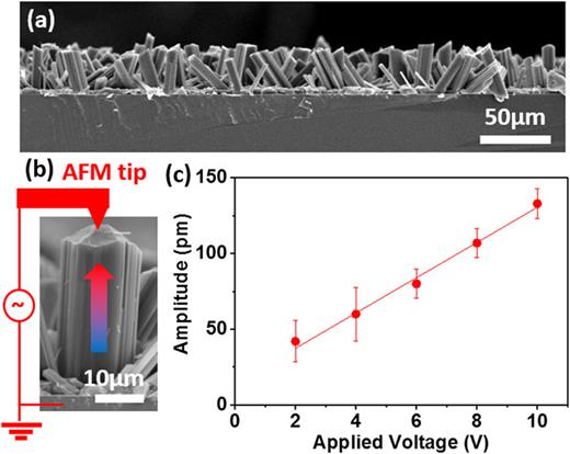 FIG. 1. (a) SEM image of the cross section of the vertically aligned FF microrod array. (b) Zoom-in SEM image of one FF microrod and its inherent electrical dipole. Schematic drawing is the circuit for the PFM measurement in (c). (c) Plot of the PFM amplitude as a function of applied voltage amplitude.