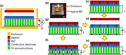 FIG. 2. (a) Schematic of the structure of the hybrid NG and the polarity of the measurement connection. (b) Photograph of the real hybrid NG with a compact acrylic enclosure. Scale bar is 1 cm. ((c)-(g)) Energy conversion process of the hybrid NG.