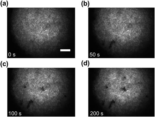 FIG. 2. [(a)–(d)] Temporal evolution of a PL image on the surface of perovskite under light illumination of 40 mW/cm2 at 532 nm wavelength. The scale bar is 10 μm, and the integration time is 50 ms. The corresponding video is shown in S10 of the supplementary material. 