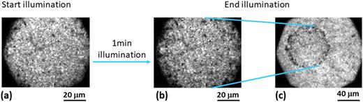 FIG. 4. Perovskite film was observed at the beginning (a) and the end [(b) and (c)] of illumination. The light source is a white LED with a short pass filter of 440 nm. Its beam profile is displayed in Fig. S8(b) of the supplementary material. The difference between (b) and (c) is that a different object lens was used. Only the region in (b) was under illumination and the other regions were in dark. The guideline means that the region between the guidelines in (c) is the same region in (b). 