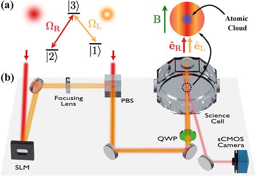 Experimental setup. (a) The atomic-level structure corresponds to a Λ-scheme, with two ground states and one excited state. The Gaussian and Laguerre–Gaussian (LG) beams have opposite circular polarization and are resonant with the |2⟩ → |3⟩ and |1⟩ → |3⟩ transitions, respectively. (b) Schematic of the experimental apparatus. The LG beam (orange) is produced employing a spatial light modulator (SLM) and overlapped with a Gaussian beam (red) of orthogonal linear polarization through a polarizing beam splitter (PBS). Both beams pass through a quarter wave plate (QWP) to acquire the desired polarizations. State-sensitive shadow imaging is performed with a resonant beam (light red) at an angle of 16° to extract the spatial profiles of the ground-state populations.