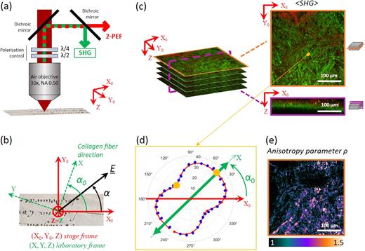 P-SHG microscopy. (a) Scheme of the P-SHG setup showing simultaneous epi-detection of the SHG and 2PEF signals by use of dichroic mirrors. The polarization state of the laser excitation is controlled by a quarter waveplate and a half waveplate. (b) Schema of the stage frame (X0, Y0, Z), where X0 is the reference axis for the incident linear polarization and corresponds to the X0 axis of the microscope stage, and of the laboratory frame (X, Y, Z) where the X axis corresponds to the direction of the collagen fiber in the imaging plane. α0 is the angle of the collagen fiber to the stage axis X0, while α is the angle of the incident laser polarization to the stage axis X0. (c) Z-stack of X0Y0 en face SHG images. The X0Z image is a transverse reslice. Every X0Y0SHG image is obtained as the average of 18 images acquired at different polarization angles of the laser excitation, ranging from 0° to 170° every 10°. (d) Polarimetric diagram showing the variation of the SHG signal in the orange ROI in panel (c) as a function of the laser polarization angle: the main direction corresponds to the orientation of the collagen fibril, and the square-root of the ratio of the two minima (orange dots) corresponds to the anisotropy parameter ρ. (e) Map of the anisotropy parameter ρ processed in every pixel of the P-SHG stack in panel (c).