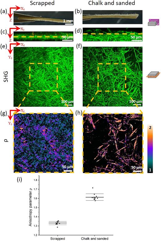 SHG and P-SHG imaging of Scrapped and Chalk and sanded areas from the same parchment. (a) and (b) White-light images from the side of (a) the Scrapped sample and (b) the Chalk and sanded one. (c) and (d) Transverse reslice of the SHG images (with projection along Y0) and (e) and (f) en face SHG images (with projection along Z) of (c) and (e) the Scrapped sample and (d) and (f) the Chalk and sanded one. (g) and (h) Maps of the anisotropy parameter ρ of (g) the Scrapped sample and (h) the Chalk and sanded one, obtained from P-SHG imaging at the depth Z indicated by a dotted yellow line in panels (c) and (d) and in a reduced field of view delineated by yellow dotted squares in panels (e) and (f). The look-up table is indicated on the right. (i) Averaged ρ data in the 12 ROIs examined in the Scrapped and the Chalk and sanded samples. The thickest line represents the mean of these data, and the thinner line is the associated standard deviation.