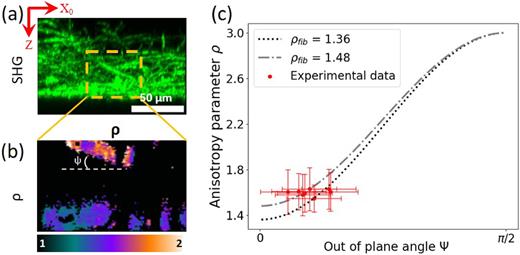 Variation of ρ with the collagen out-of-plane orientation. (a) Transverse reslice of the SHG image (projection along Y0). (b) Anisotropy parameter map at a specific Y0 in the region delimited by the orange dotted rectangle in panel (a). (c) Theoretical variation of the anisotropy parameter ρ as a function of the out-of-plane angle ψ according to Eq. (13), starting from two different values of ρfib. Experimental data obtained from 8 out-of-plane fibers as in panel (b) are superimposed in red color.