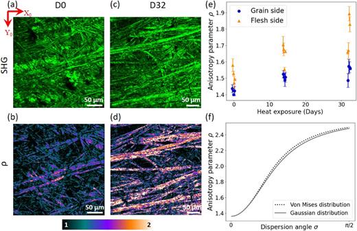 Variation of ρ with collagen disorder. (a) and (c) En face SHG images (projection along Z) and (b) and (d) ρ maps (single Z plane) of (a) and (b) the reference sample D0 and (c) and (d) the aged-one D32. The SHG look-up table is arbitrary. The ρ look-up table is depicted at the bottom. (e) Experimental measurements of ρ on the flesh side (blue dots) and the grain side (orange triangles) as a function of the heat exposure duration. (f) Theoretical variation of ρ as a function of the variance σ of the orientational disorder of the fibrils. Equation (15) is plotted for von Mises (dotted line) and Gaussian (solid line) distributions.