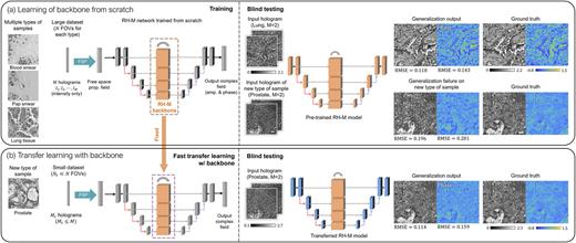 FIG. 1. The pre-trained RNN backbone model and few-shot transfer learning for holographic image reconstruction. (a) RH-M backbone network pre-trained from scratch on a large dataset (composed of N = 660 FOVs for each sample type) with three types of samples (blood smears, Pap smears, and lung tissue sections). The network is later directly tested on a new type of sample (prostate tissue section) but fails in its reconstruction since this type of sample was never seen by the network before. (b) Transfer learning of an RH-M network from the pre-trained model with fixed RNN backbone. A small dataset of the new sample type with Nt = 80 image FOVs is used for a transfer learning. After a fast transfer learning process, the RH-M can generalize on testing slides of the new sample type very well. Scale bar: 50 µm.
